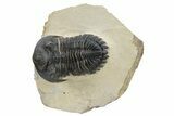 Detailed Hollardops Trilobite - Foum Zguid, Morocco #235673-1